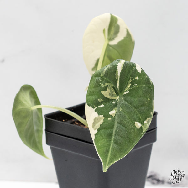 Alocasia Maharani Albo Variegated (wk48-F)