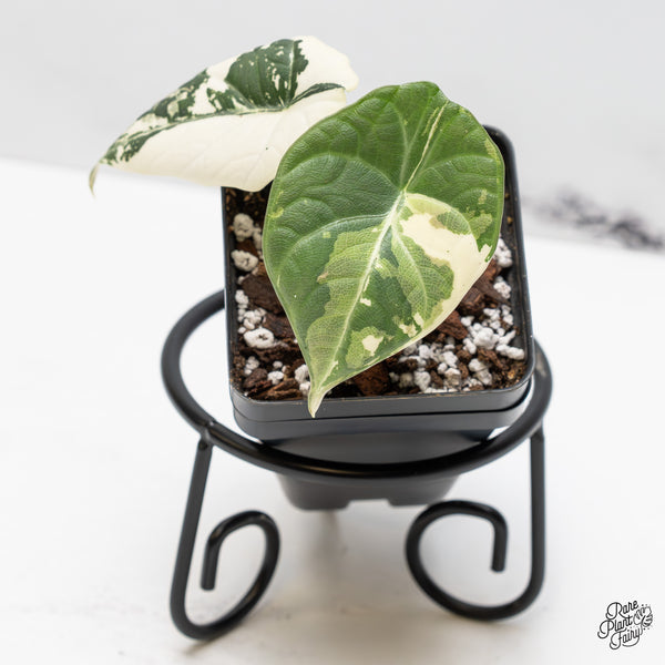 Alocasia Maharani Albo Variegated (wk51-M)