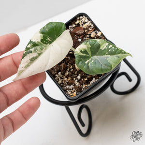 Alocasia Maharani albo variegated (wk1-C)