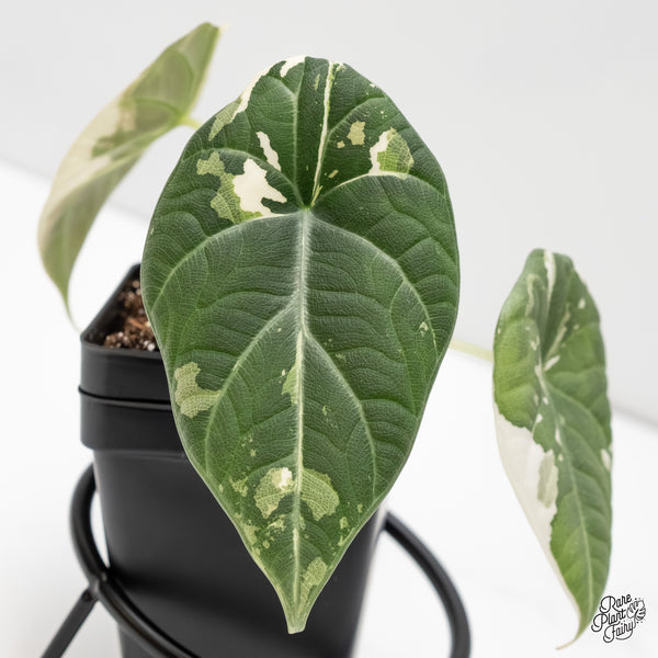 Alocasia Maharani Albo Variegated (wk6-D)