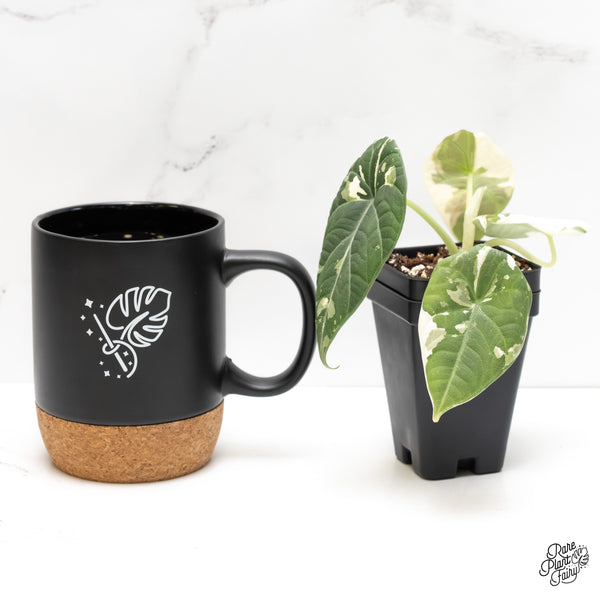 Alocasia Maharani Albo Variegated (wk6-D)