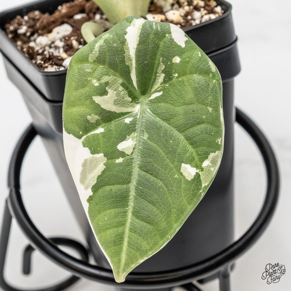 Alocasia Maharani Albo Variegated (wk6-D)