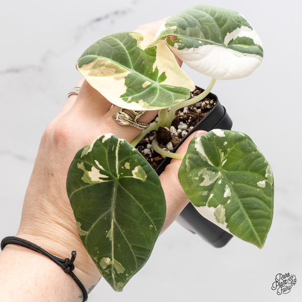 Alocasia Maharani Albo Variegated (wk6-D)