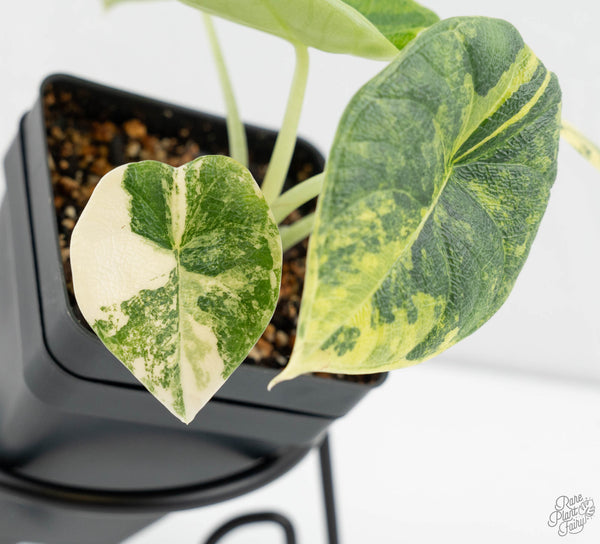 Alocasia 'Melo' Aurea Variegated (wk11-E)