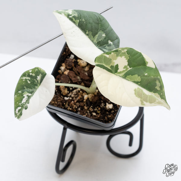 Alocasia Maharani Albo Variegated (wk44-C)