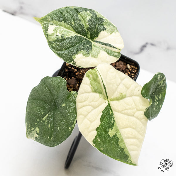 Alocasia 'Melo' Albo Variegated (wk48-Q)