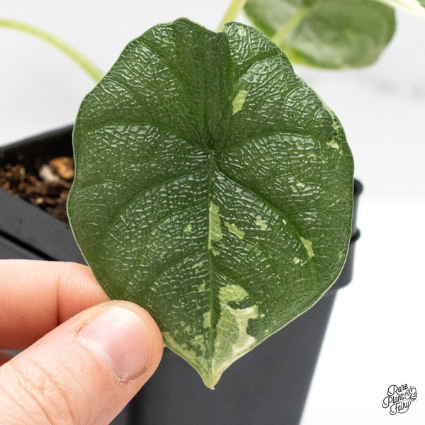 Alocasia 'Melo' Albo Variegated (wk48-Q)