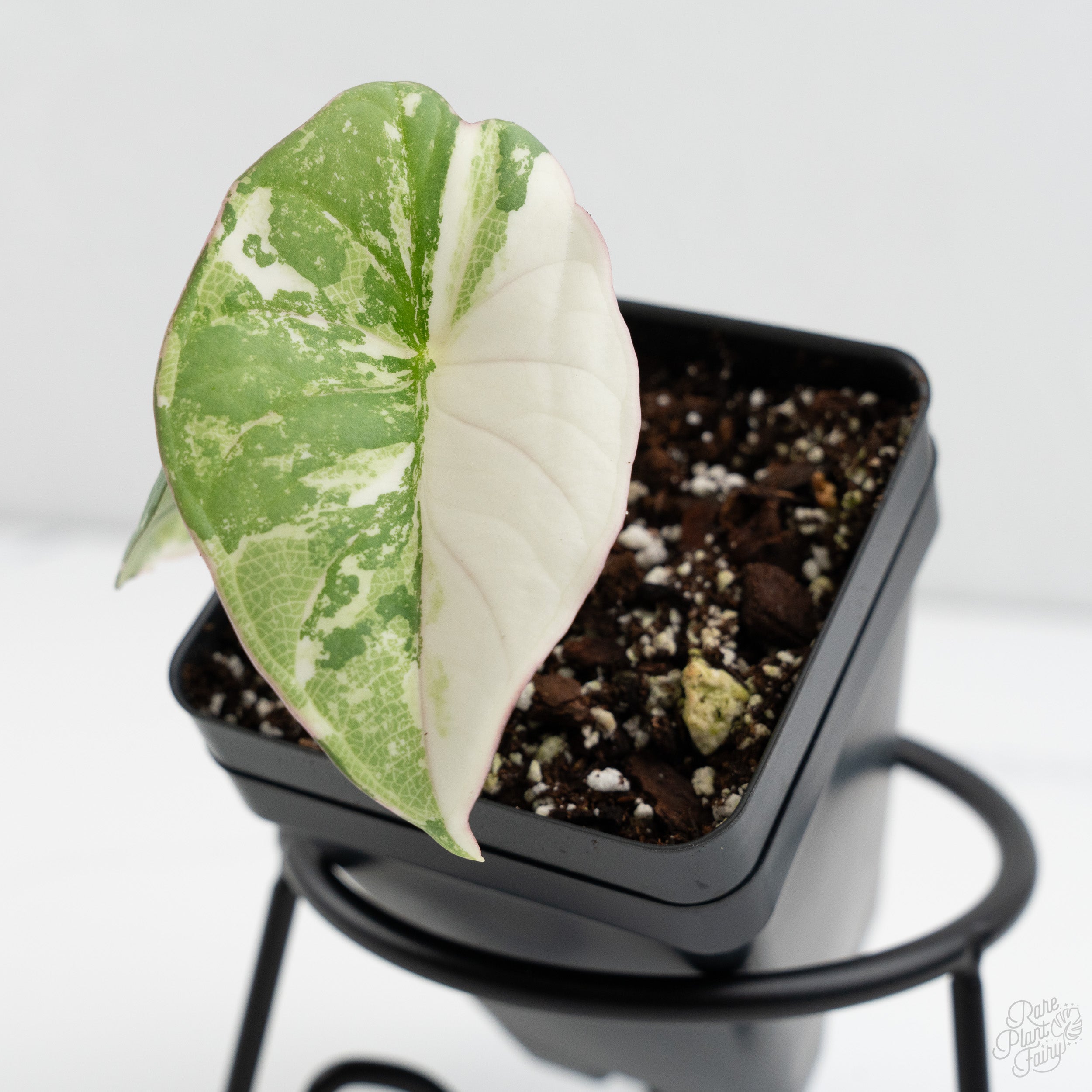 Alocasia 'Nebula' Albo Variegated (wk9-UM) – Rare Plant Fairy