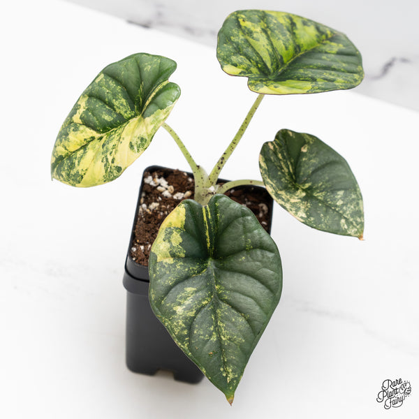 Alocasia 'Nebula' Aurea Variegated (wk45-M) *Corming Size*