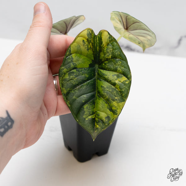 Alocasia 'Nebula' Aurea Variegated (wk45-M) *Corming Size*