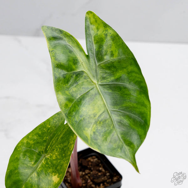 Alocasia 'Pink Dragon' Aurea Variegated (wk10-G)