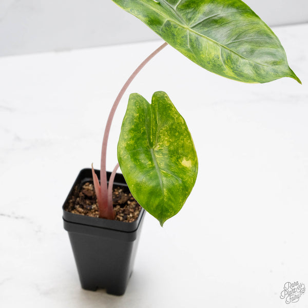 Alocasia 'Pink Dragon' Aurea Variegated (wk10-G)