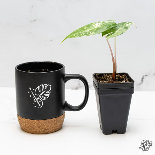 Alocasia 'Pink Dragon' Albo/Pink Variegated (wk51-T)