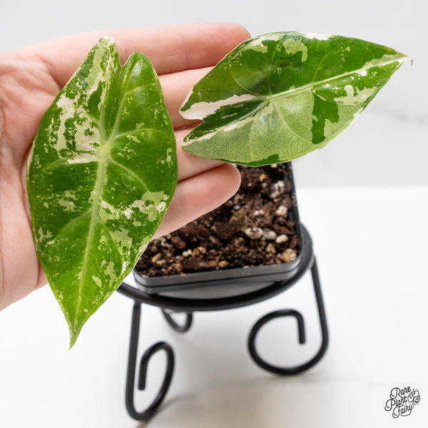 Alocasia 'Pink Dragon' Albo/Pink Variegated (wk51-T)