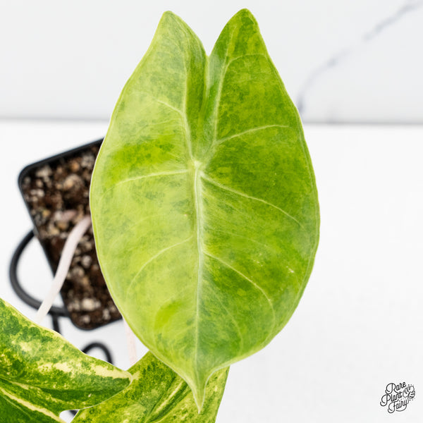 Alocasia 'Pink Dragon' Aurea Variegated (wk43-R)