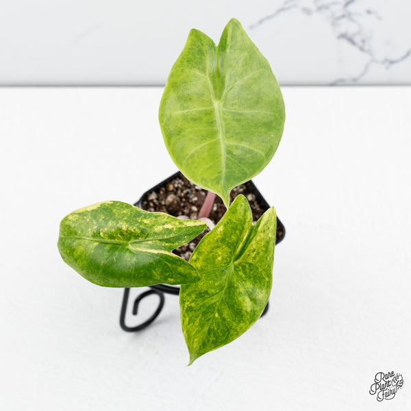 Alocasia 'Pink Dragon' Aurea Variegated (wk43-R)