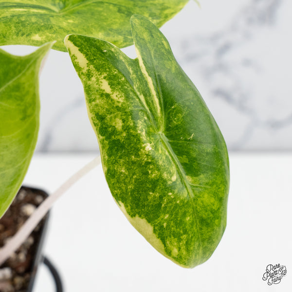 Alocasia 'Pink Dragon' Aurea Variegated (wk43-R)