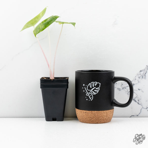 Alocasia 'Pink Dragon' Aurea Variegated (wk43-R)