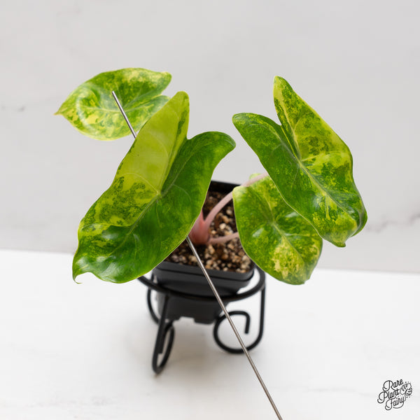 Alocasia 'Pink Dragon' Aurea Variegated (wk47-T)