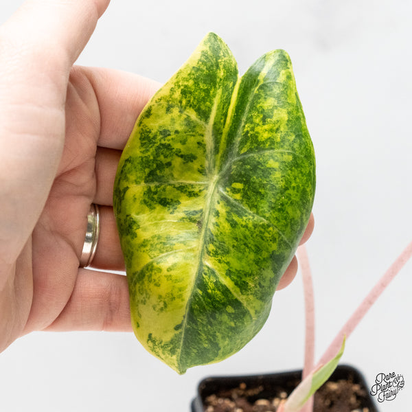 Alocasia 'Pink Dragon' Aurea Variegated (wk51-S)