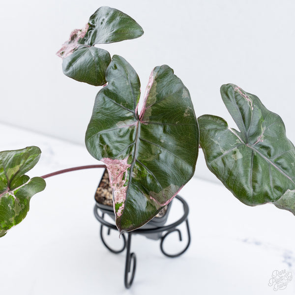 Alocasia 'Plumbea' Pink Variegated (wk10-UT)
