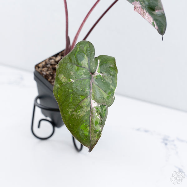 Alocasia 'Plumbea' Pink Variegated (wk10-UT)