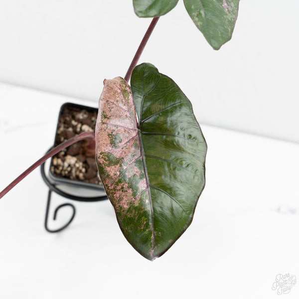 Alocasia 'Plumbea' Pink Variegated (wk9-UF)