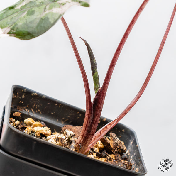 Alocasia 'Plumbea' Pink Variegated (wk51-H)