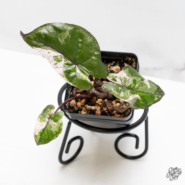 Alocasia 'Plumbea' Pink Variegated (wk51-H)