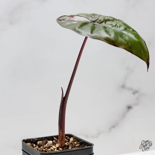 Alocasia 'Plumbea' Pink Variegated (wk52-G)