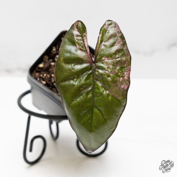 Alocasia 'Plumbea' Pink Variegated (wk52-G)