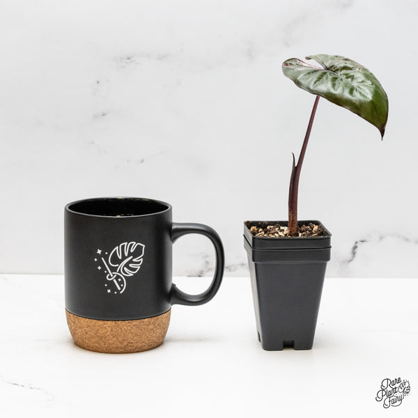 Alocasia 'Plumbea' Pink Variegated (wk52-G)