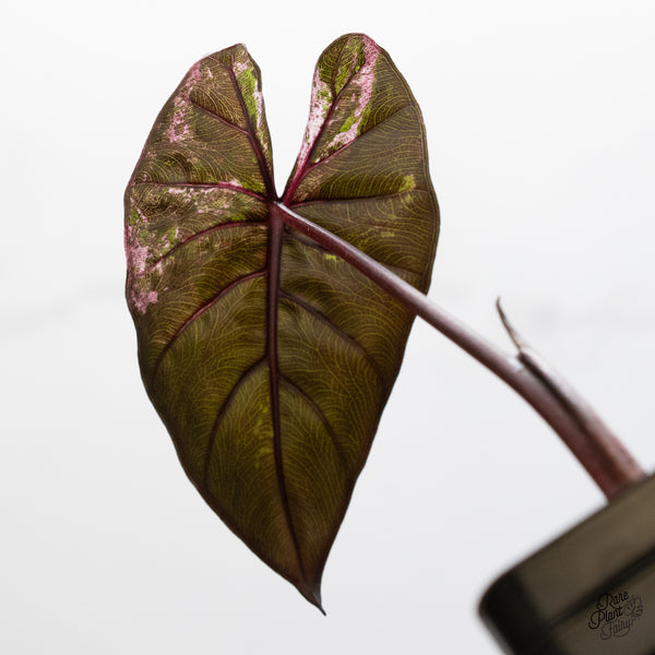 Alocasia 'Plumbea' Pink Variegated (wk52-G)