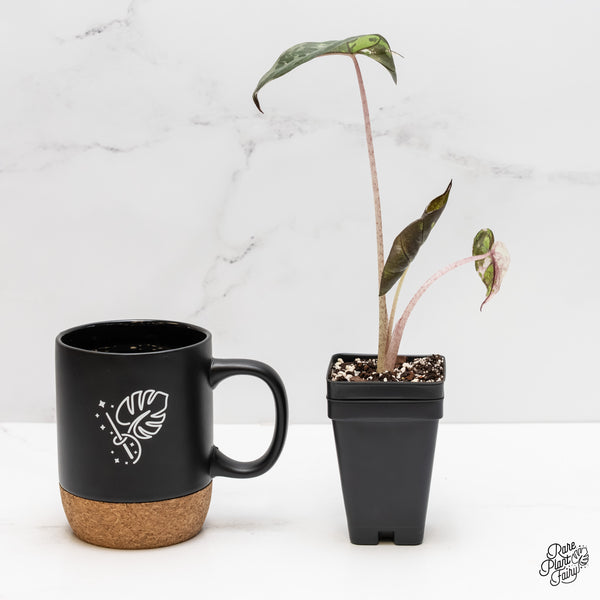 Alocasia 'Plumbea' Pink Variegated (wk3-M)