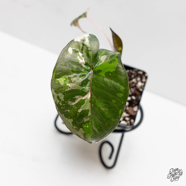 Alocasia 'Plumbea' Pink Variegated (wk3-M)