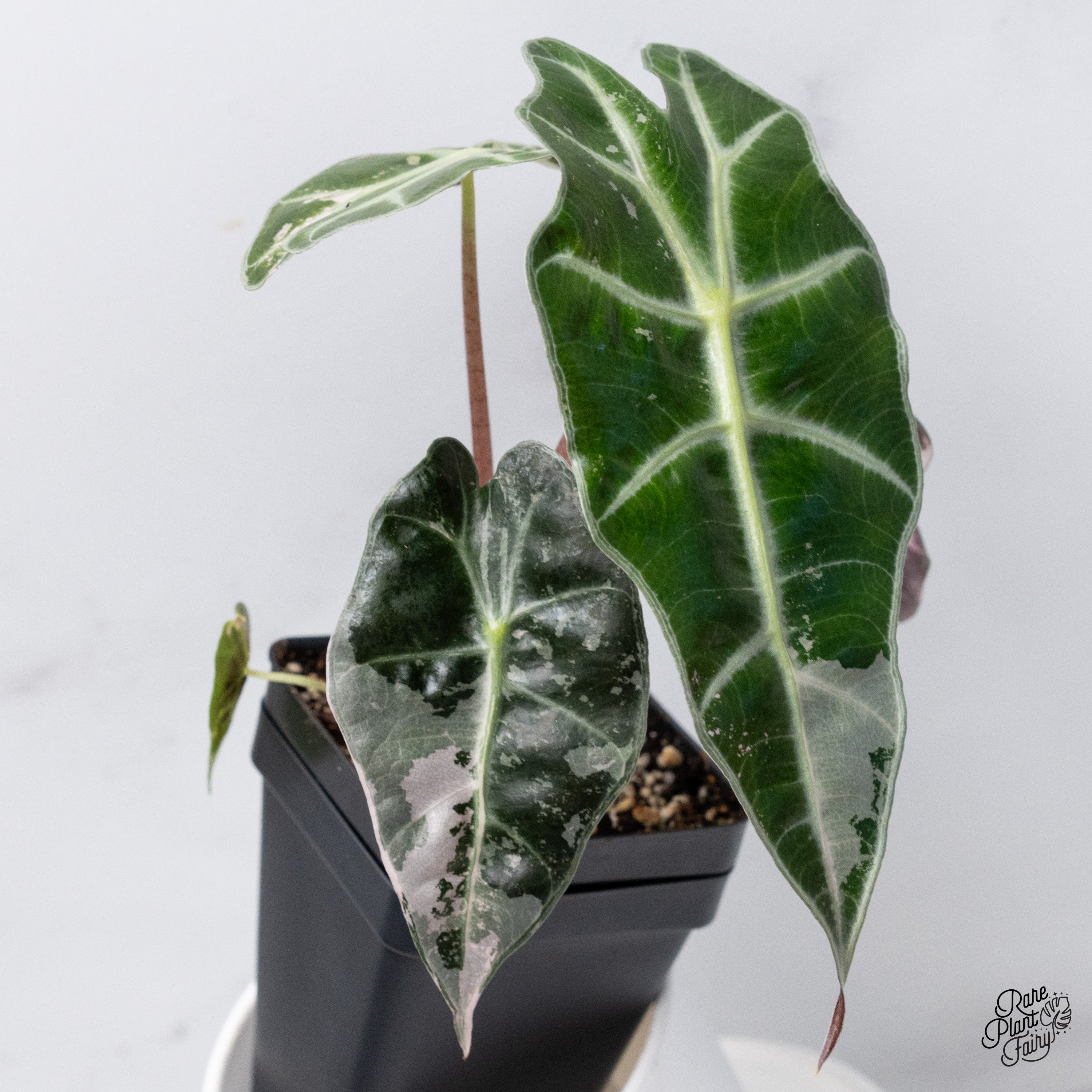 Alocasia Amazonica Polly Pink varigated② Alocasia 'Polly' Pink Variegated (wk36-D) – Rare Plant Fairy