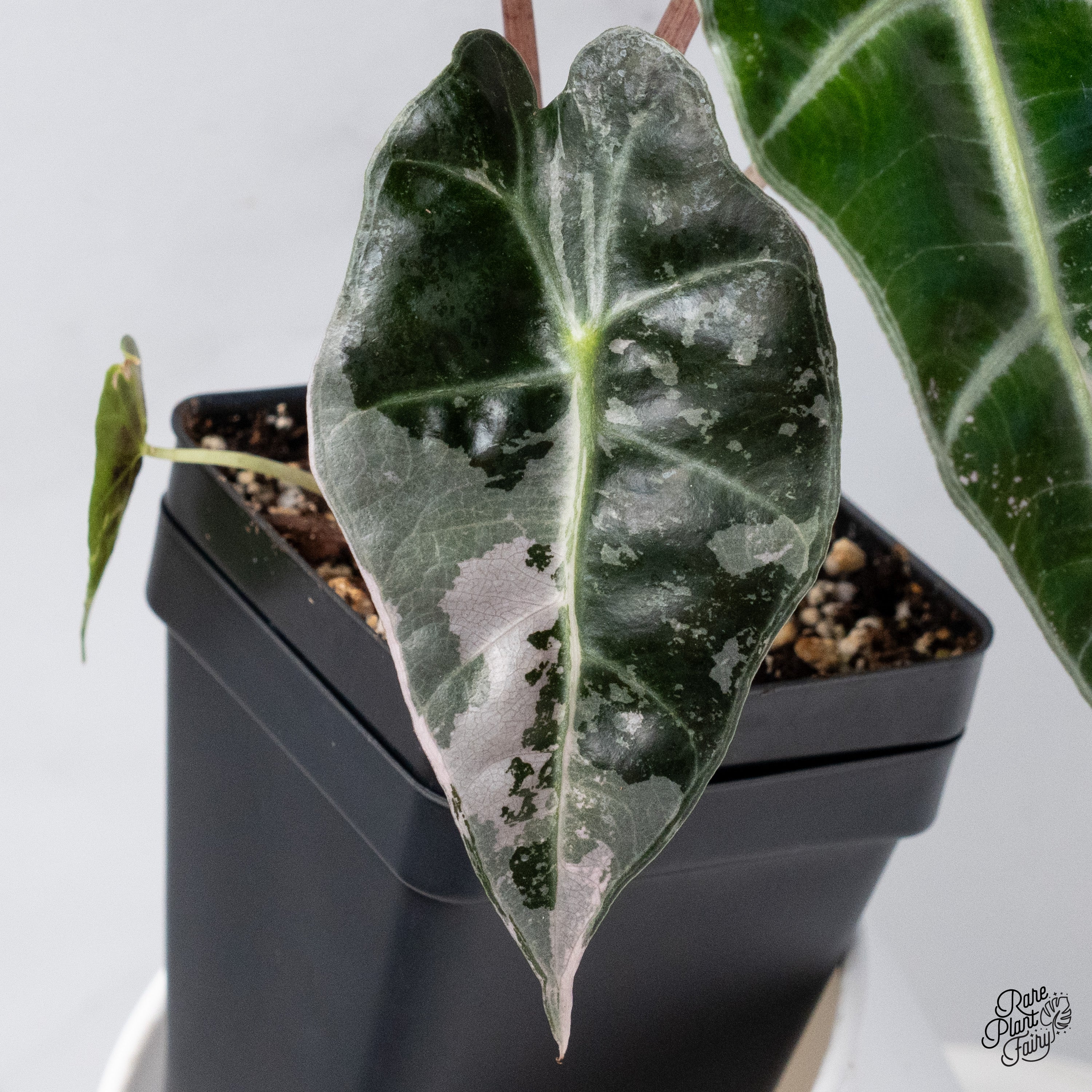 Alocasia Amazonica Polly Pink varigated② Alocasia 'Polly' Pink Variegated (wk36-D) – Rare Plant Fairy