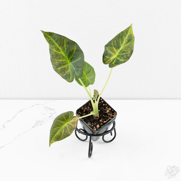 Alocasia 'Regal Shields' Aurea Variegated (wk9-O)