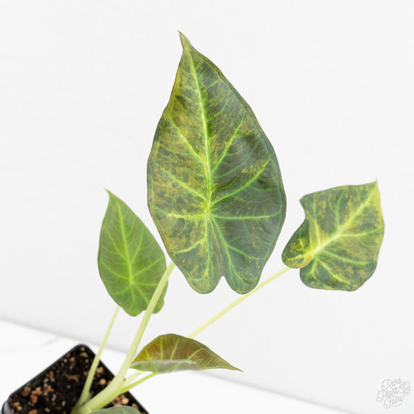 Alocasia 'Regal Shields' Aurea Variegated (wk9-O)