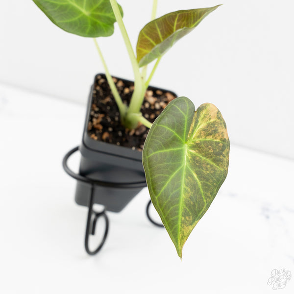 Alocasia 'Regal Shields' Aurea Variegated (wk9-O)