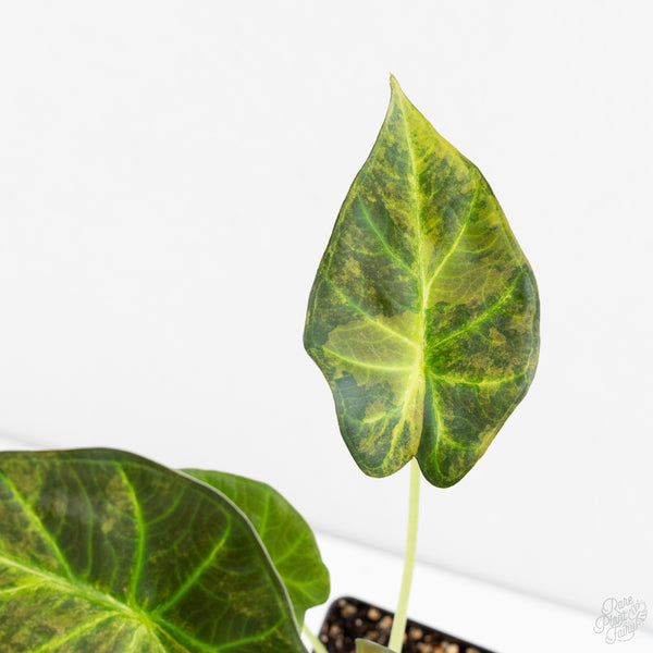 Alocasia 'Regal Shields' Aurea Variegated (wk9-O)