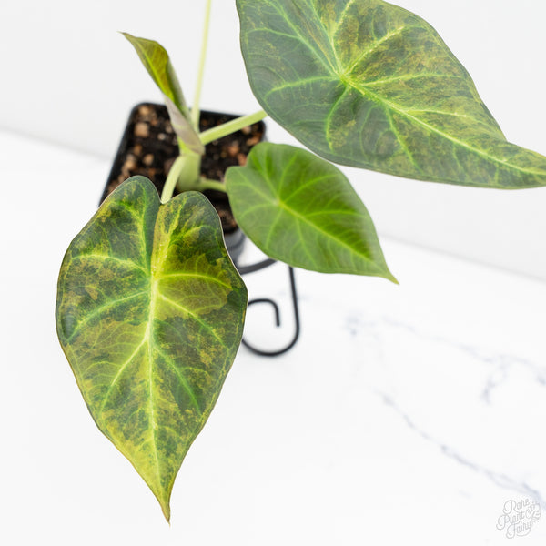 Alocasia 'Regal Shields' Aurea Variegated (wk9-O)