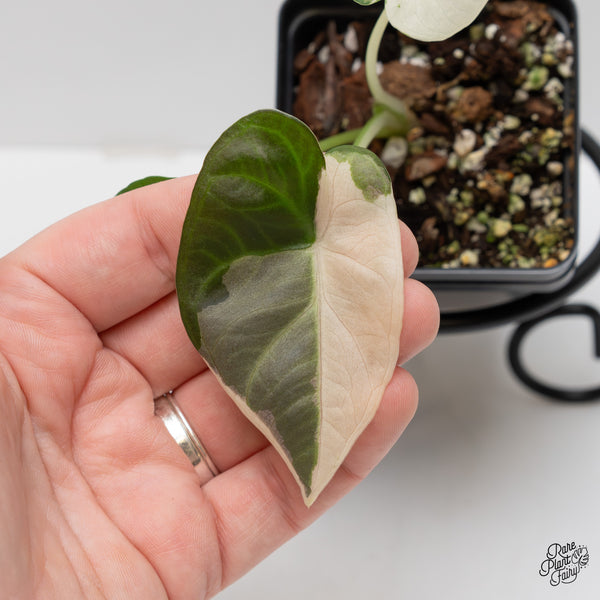 Alocasia 'Regal Shields' Albo Variegated (wk2-UQ)