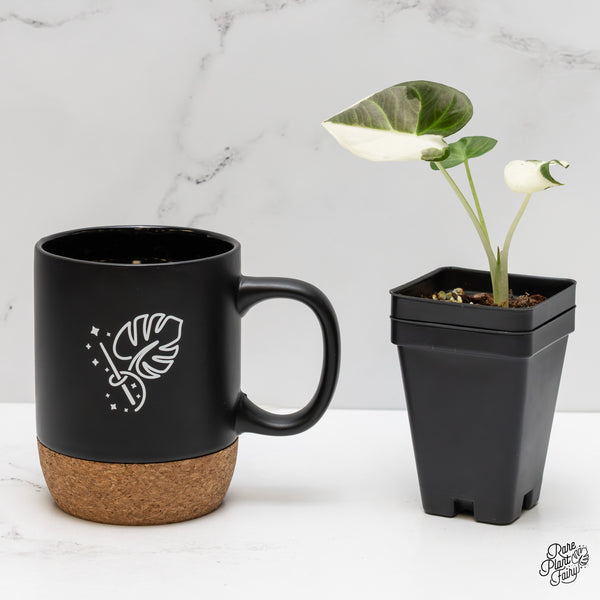 Alocasia 'Regal Shields' Albo Variegated (wk2-UQ)