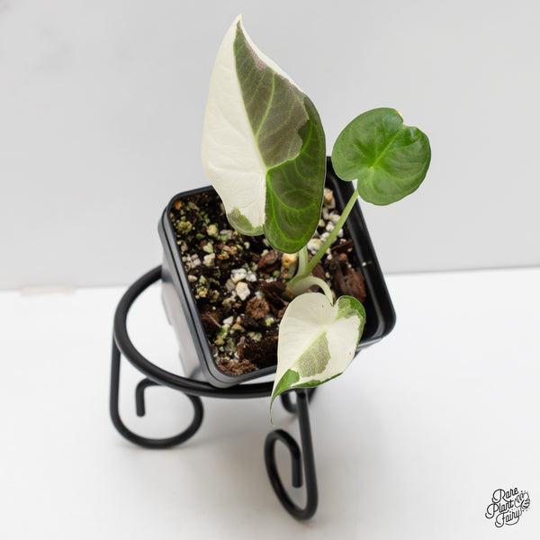 Alocasia 'Regal Shields' Albo Variegated (wk2-UQ)