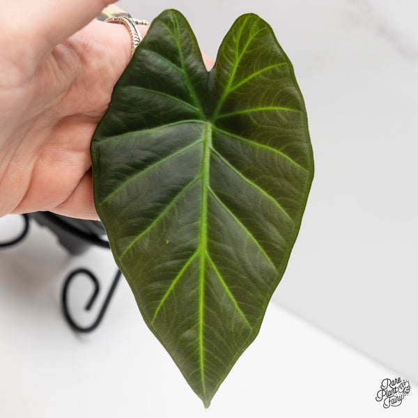 Alocasia 'Regal Shields' Albo Variegated (wk3-A)