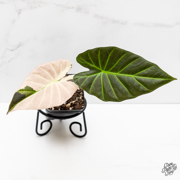 Alocasia 'Regal Shields' Albo Variegated (wk3-A)