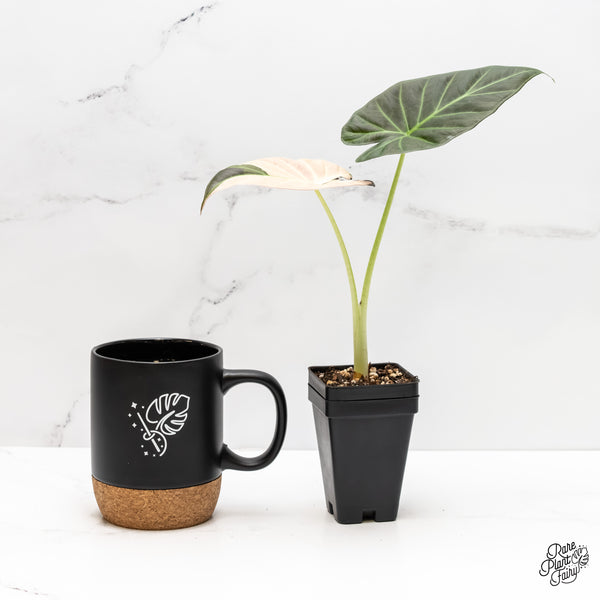 Alocasia 'Regal Shields' Albo Variegated (wk3-A)