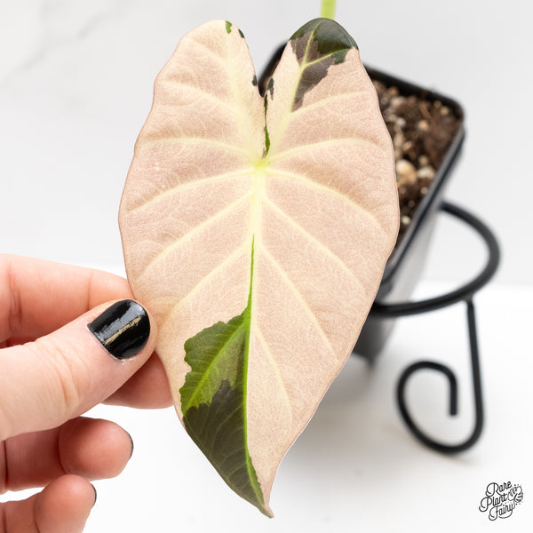 Alocasia 'Regal Shields' Albo Variegated (wk3-A)