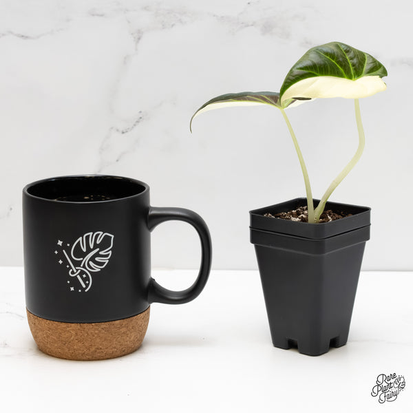 Alocasia 'Regal Shield' albo variegated (wk6-M)